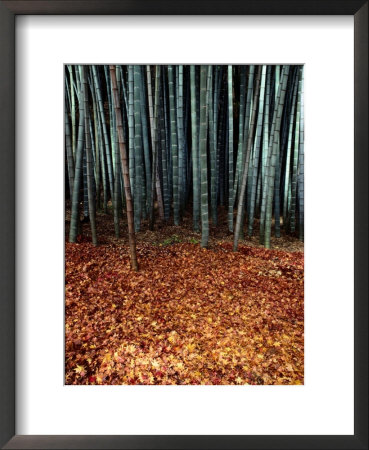 Autumn Leaves Litter The Ground Beneath Bamboo Shoots by Sam Abell Pricing Limited Edition Print image