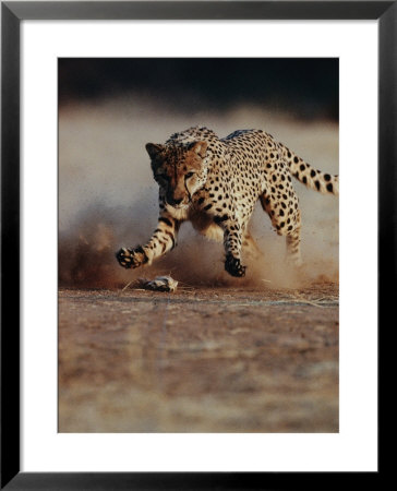 An African Cheetah Kicks Up A Dust Cloud by Chris Johns Pricing Limited Edition Print image