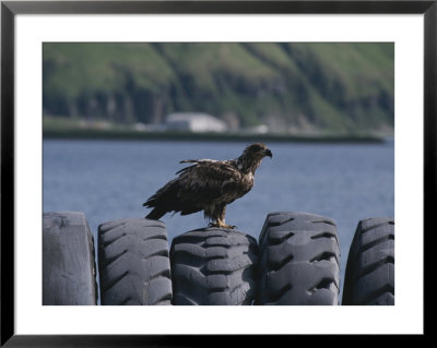 An Immature American Bald Eagle Perched On Worn Tires by Tom Murphy Pricing Limited Edition Print image