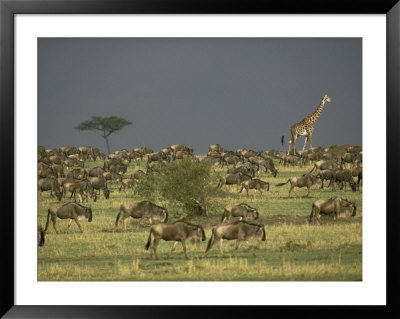 Giraffe And Wildebeests Roam The Landscape by Jason Edwards Pricing Limited Edition Print image