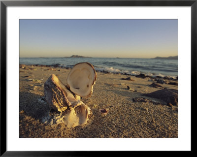 An Open Mollusk Shell On A Beach In Mexico by Ed George Pricing Limited Edition Print image