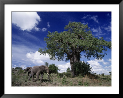 African Elephants And Baobab Tree by Robert Franz Pricing Limited Edition Print image