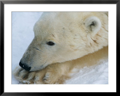 A Polar Bear Rests In The Snow by Paul Nicklen Pricing Limited Edition Print image