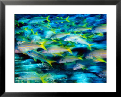 Grunts In Motion, Abacos, Bahamas by Stuart Westmoreland Pricing Limited Edition Print image