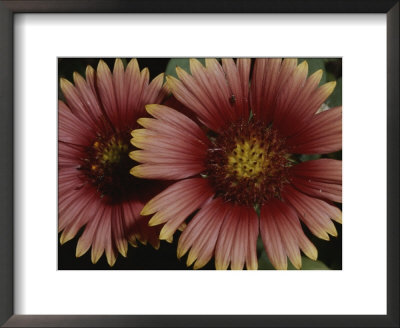 Close-Up Of A Pair Of Indian Blanket Flowers by Brian Gordon Green Pricing Limited Edition Print image