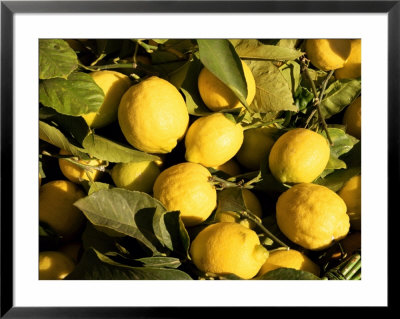 Close-Up Of Lemons In The Market, Menton, Provence, Cote D'azur, France by Sergio Pitamitz Pricing Limited Edition Print image