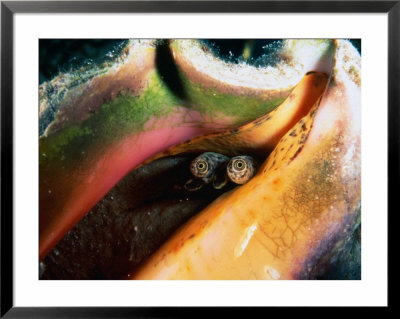 Queen Conch (Strombus Gigas) Off Stocking Island, George Town, Bahamas by Michael Lawrence Pricing Limited Edition Print image