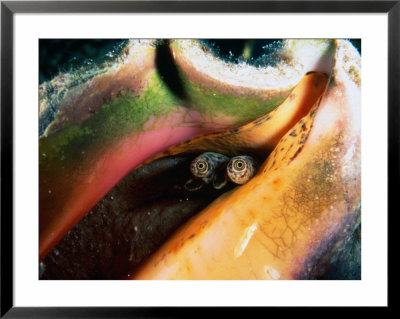 Queen Conch (Strombus Gigas) Off Stocking Island, George Town, Bahamas by Michael Lawrence Pricing Limited Edition Print image