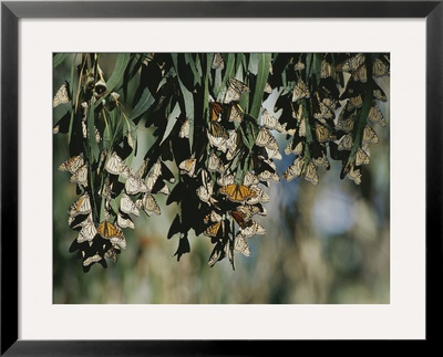 A Group Of Monarch Butterflies Cluster Together To Over-Winter by Rich Reid Pricing Limited Edition Print image