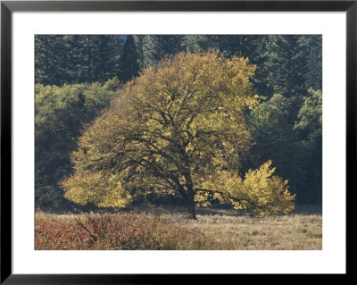 A Yellow Elm Tree Stands Out Against Green Foliage by Marc Moritsch Pricing Limited Edition Print image