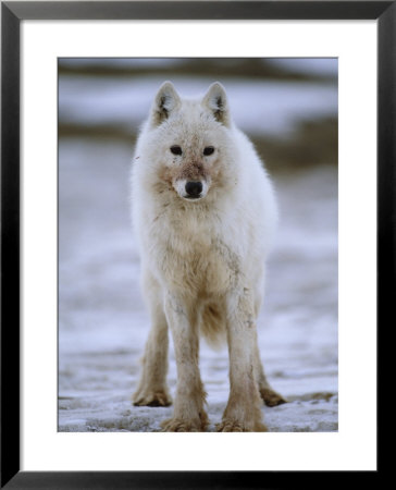 A White Wolf by Paul Nicklen Pricing Limited Edition Print image