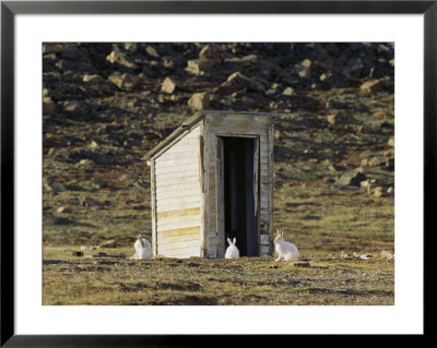 Arctic Hares In Front Of Old Outhouse by John Dunn Pricing Limited Edition Print image