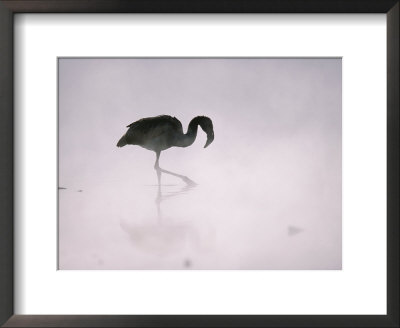 Flamingo Wades In A Thermal Hot Spring In Chiles Atacama Desert by Joel Sartore Pricing Limited Edition Print image