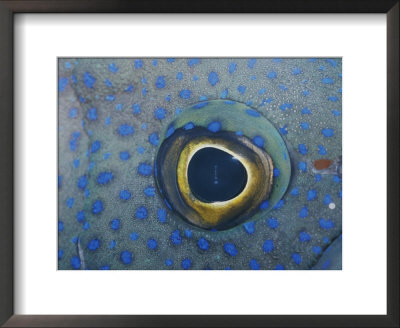 A Close View Of The Eye And Skin Of A Southern Blue Devil Fish by Jason Edwards Pricing Limited Edition Print image