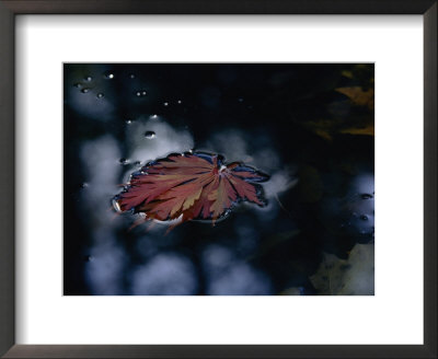 A Japanese Maple Leaf Floats In Some Water by Darlyne A. Murawski Pricing Limited Edition Print image