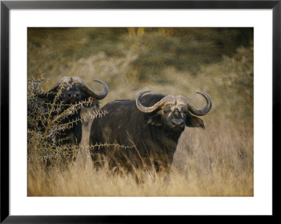 Two Cape Buffalo On The Veldt by Dr. Maurice G. Hornocker Pricing Limited Edition Print image