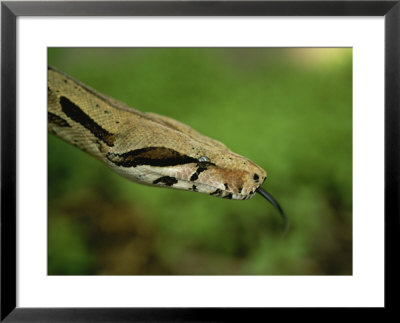 A Close View Of A Red-Tailed Boa Constrictor by Joel Sartore Pricing Limited Edition Print image