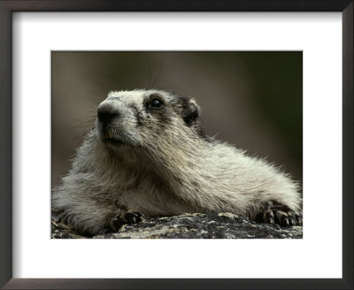 A Hoary Marmot On Alert For Predators by Paul Nicklen Pricing Limited Edition Print image
