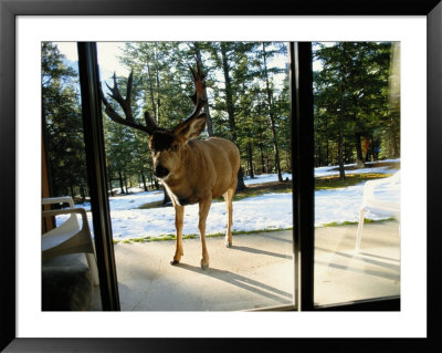 A Curious Mule Deer Peers Inside A Hotel Room In Banff by Raymond Gehman Pricing Limited Edition Print image