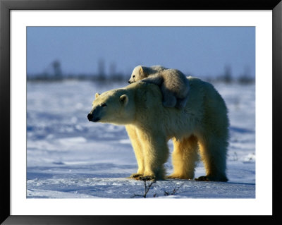 Polar Bear With Her Young by Norbert Rosing Pricing Limited Edition Print image