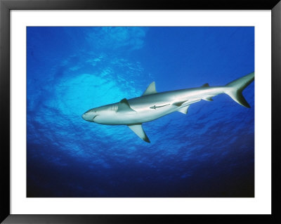 Gray Reef Shark, Carcharhinus Amblyrhynchos by Yvette Cardozo Pricing Limited Edition Print image