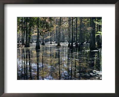 Cypress Swamp, Cypress Gardens, North Charleston, South Carolina, Usa by James Green Pricing Limited Edition Print image