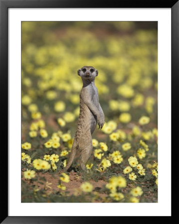 Meerkat (Suricata Suricatta), Kgalagadi Transfrontier Park, South Africa, Africa by Ann & Steve Toon Pricing Limited Edition Print image