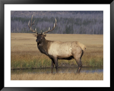 Elk Bull In Meadow, Yellowstone National Park, Wyoming, Usa by Jamie & Judy Wild Pricing Limited Edition Print image