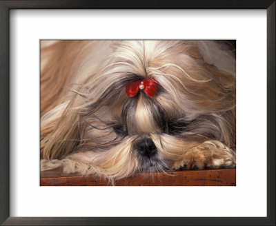 Shih Tzu Lying Down With Hair Tied Up by Adriano Bacchella Pricing Limited Edition Print image