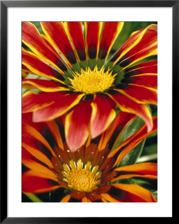 Gazanias by Bill Whelan Pricing Limited Edition Print image