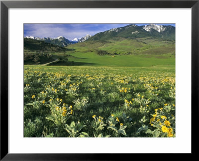 Balsamroot In The Absaroka Mountains, Livingston, Montana, Usa by Chuck Haney Pricing Limited Edition Print image