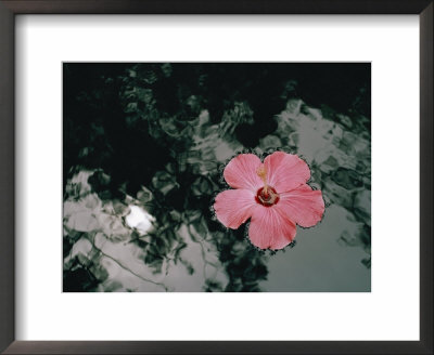 Hibiscus Flowers by Dick Durrance Pricing Limited Edition Print image