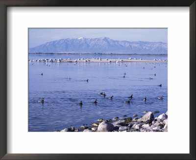 Phalaropes And Gulls On The Great Salt Lake, Utah, Usa by Jerry & Marcy Monkman Pricing Limited Edition Print image