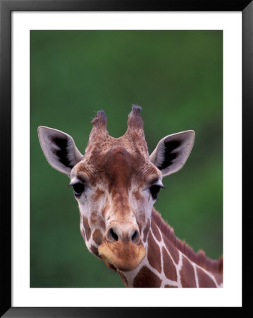 Reticulated Giraffe, Impala Ranch, Kenya by Gavriel Jecan Pricing Limited Edition Print image