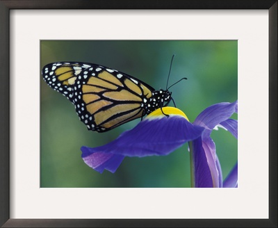 Monarch Butterfly On Iris, Bloomfield Hills, Michigan, Usa by Darrell Gulin Pricing Limited Edition Print image