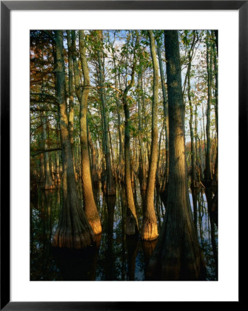 Horseshoe Lake Swamp At Dawn, Usa by Charles Cook Pricing Limited Edition Print image