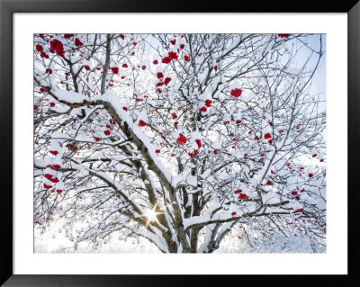 Mountain Ash Tree And Berries In Freshly Fallen Snow In Whitefish, Montana, Usa by Chuck Haney Pricing Limited Edition Print image