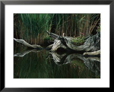 An Old Tree Stump Recalls Days Past When White Cedar Forests Grew In The Shallow Water by Melissa Farlow Pricing Limited Edition Print image