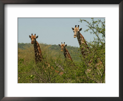 Kruger National Park - South Africa - Giraffe by Keith Levit Pricing Limited Edition Print image