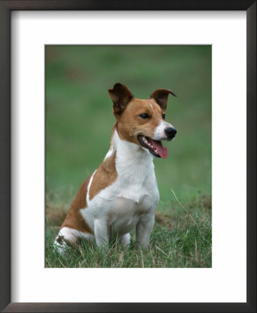 Jack Russell Terrier by Petra Wegner Pricing Limited Edition Print image