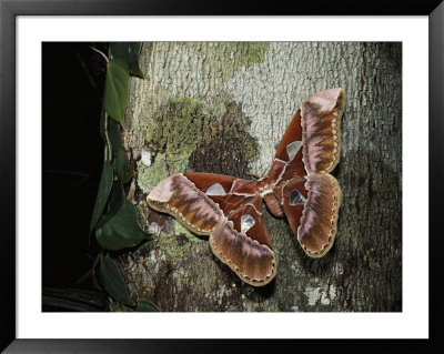 An Atlas Moth Laying Eggs On A Tree Trunk In The Rain Forest by Mattias Klum Pricing Limited Edition Print image