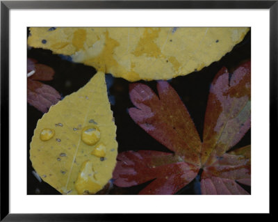 Close View Of Fall Leaves In A Pool Of Water by Raul Touzon Pricing Limited Edition Print image