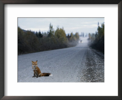 Red Fox On The Cassier Highway by Rich Reid Pricing Limited Edition Print image