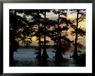 Bald Cypress Trees Growing Along The Banks Of Reelfoot Lake by Raymond Gehman Pricing Limited Edition Print image