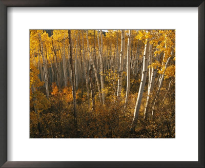 A Stand Of Aspen Trees Displaying Autumn Colors by Melissa Farlow Pricing Limited Edition Print image