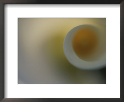 A Detail Of A Calla Lily Flower by Raul Touzon Pricing Limited Edition Print image