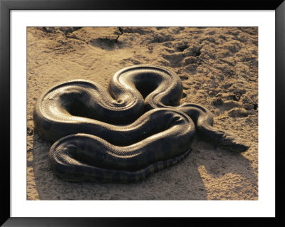 An Anaconda On Sand In Venezuela by Ed George Pricing Limited Edition Print image