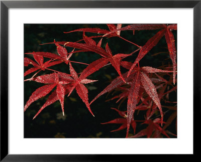 Japanese Maple Tree (Acer Palmatum), Leaves Covered With Dew by Darlyne A. Murawski Pricing Limited Edition Print image