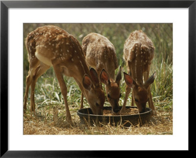 Three White-Tailed Deer Fawns (Odocoileus Virginianus) Eat From A Bowl Of Grain by Raymond Gehman Pricing Limited Edition Print image