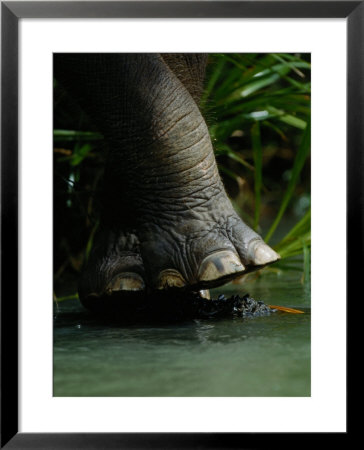 The Foot Of An Elephant by Mattias Klum Pricing Limited Edition Print image